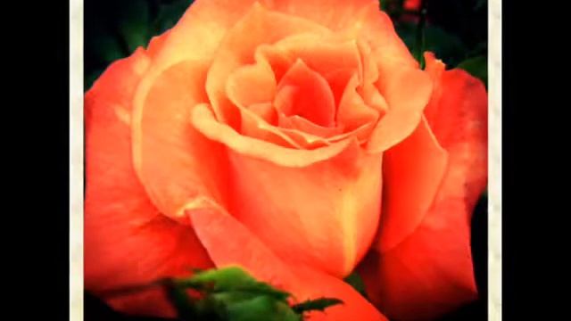 Rita Szalok -Rossini: Petite Messe Solennelle (Agnus Dei)
