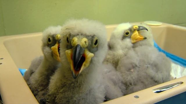 Cute Kea Parrot Chicks 2014 - Cincinnati Zoo