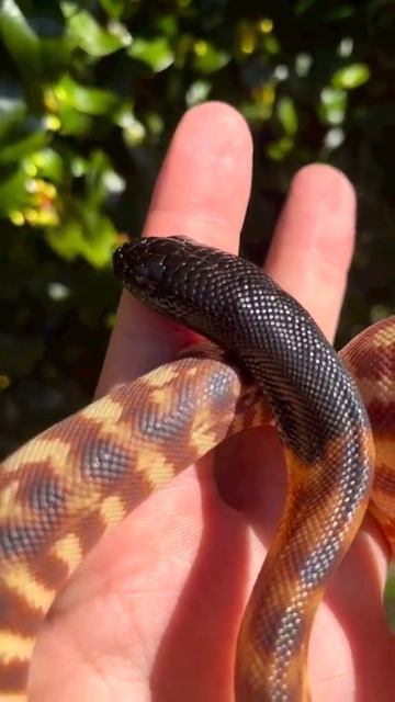 The juvenile black -headed python 🐍🐍🐍#short#youtubeshort #shortvideo#trading#viral# смотреть онлайн