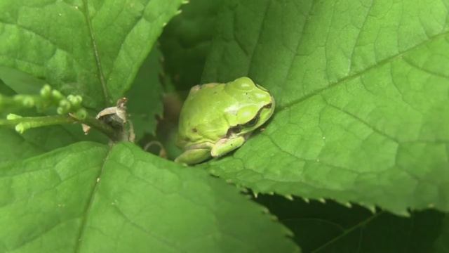 アマガエル/Hyla japonica 06_220515_森林公園 смотреть онлайн