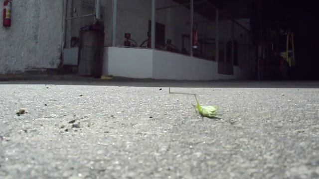 Tropidurus torquatus predation смотреть онлайн