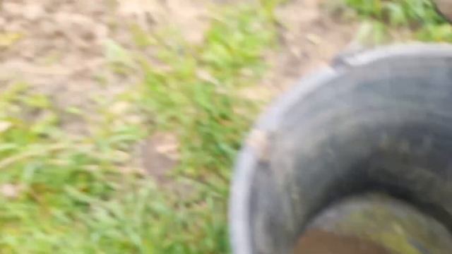 Люцерна. Сіємо на городі латку люцерни на корм козам та птиці. смотреть онлайн