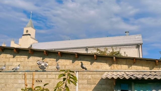 Почтовые голуби размножаются и тетеревятник/Homing Pigeons Breed And Goshawk