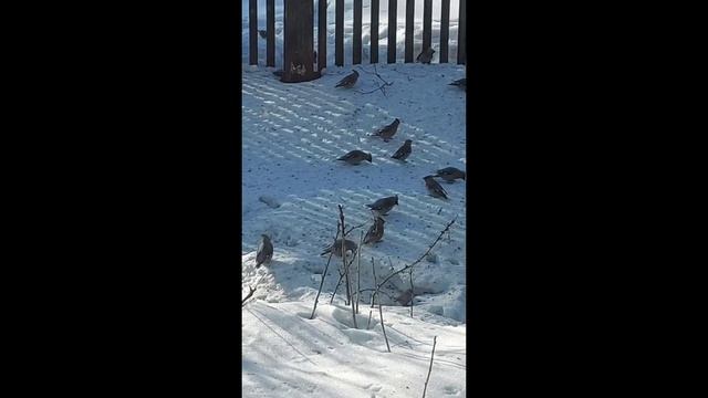 Свиристели Виталий Аксёнов