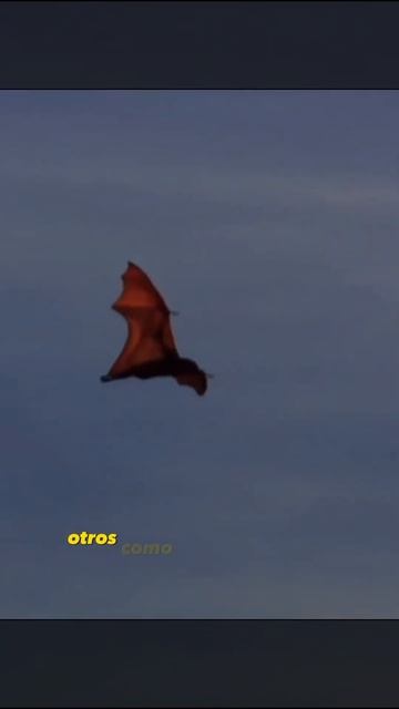 curiosidades de los murcielagos part 2: #curiosidades #cosasquenosabias #curiosidadesdemiplaneta смотреть онлайн