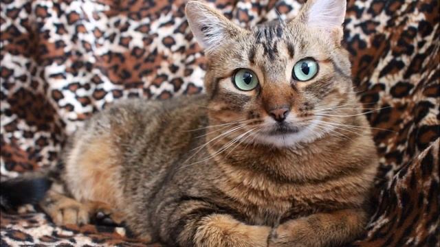 Stop Cat Peeing On Couch, Rug or Carpet Right Now! смотреть онлайн