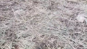 7 марта выставка и облёт пчёл