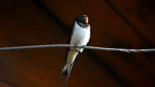 Одноглазая ласточка смотреть онлайн