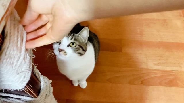 집사야 오늘의 요리는 뭐야? 삼겹살 불고기! смотреть онлайн