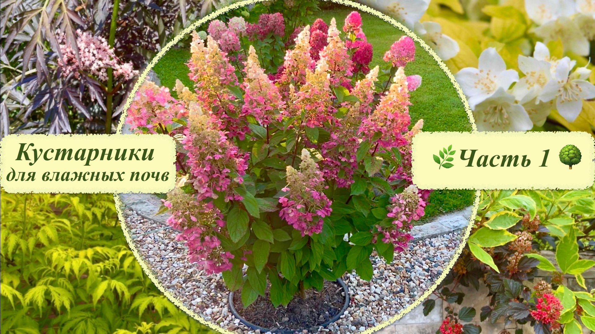 Кустарники для влажных почв. Гортензии / красивые сорта бузины/дерена /пузыреплодника и др. Часть 1 смотреть онлайн