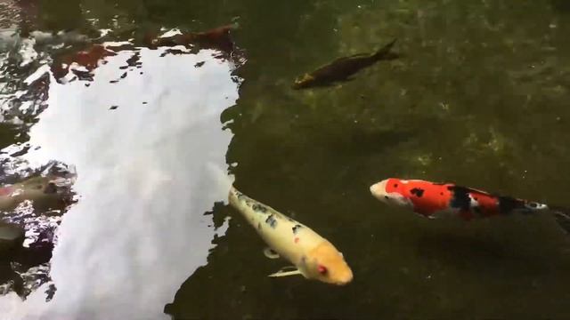 Four Seasons Limassol 5