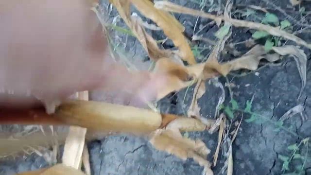 Кукуруза Хотин на 5.09.2021. смотреть онлайн