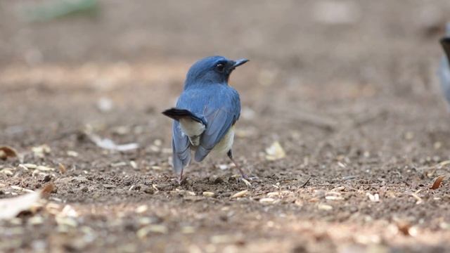 ベトナム：ノドアカヒメアオヒタキ♂♀でエサ取り смотреть онлайн