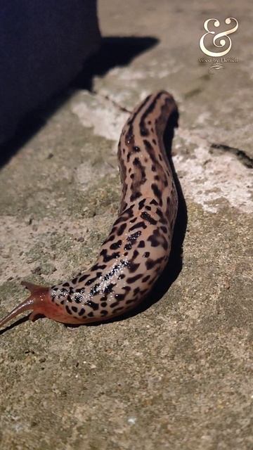 Ночной гость — большой слизень Limax maximus! 🐌 Один из крупнейших видов слизней смотреть онлайн