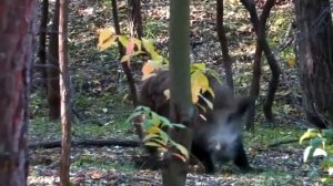 Охота на кабана  Лучшие моменты!