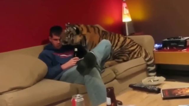 Тигр тоже кошка смотреть онлайн