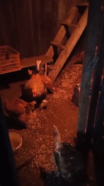 Кеша красавец смотреть онлайн