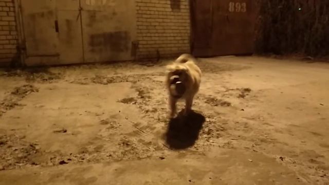 Каштан приносит миску. смотреть онлайн