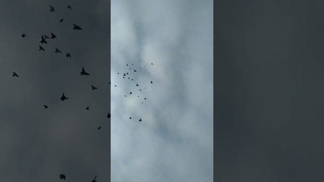 САМАРКАНДСКИЕ БОЙНЫЕ ГОЛУБИ ЧАСТЬ 4 смотреть онлайн