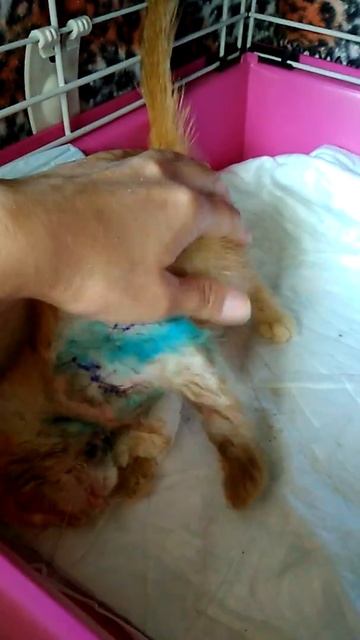 Проня. Котенок покусанный взрослым котом смотреть онлайн