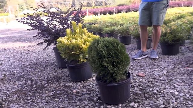 Experimenting with Plant Combinations! смотреть онлайн