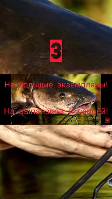 #shorts  Чем питаться сом? Все наживки на сома?