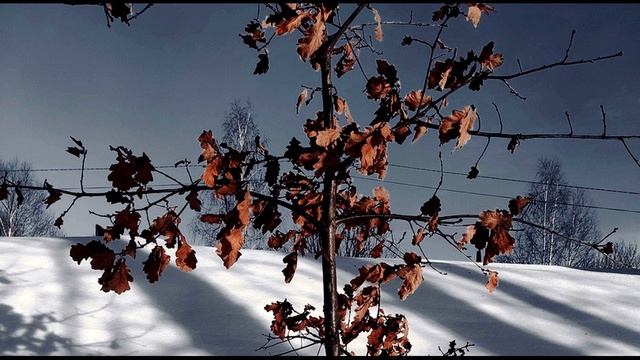 А  Кушнер  Я к ночным облакам за окном присмотрюсь #философскаялирика #поэты20века