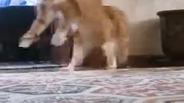 Кот встал, взял ружьё и пошёл смотреть онлайн