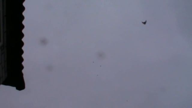 Николаевские голуби г.Павлоград(19.12.2018) смотреть онлайн