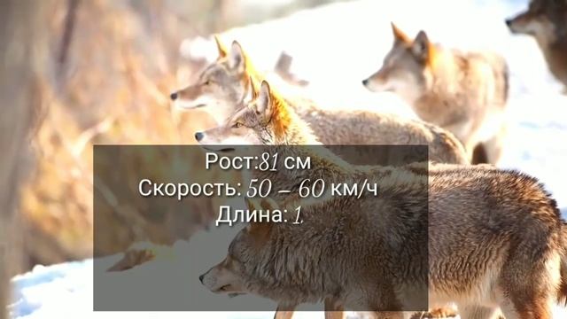 [ИЩУ ДРУЗЕЙ, СЕМЬЮ и тд] ~🍷🔪🌚 смотреть онлайн