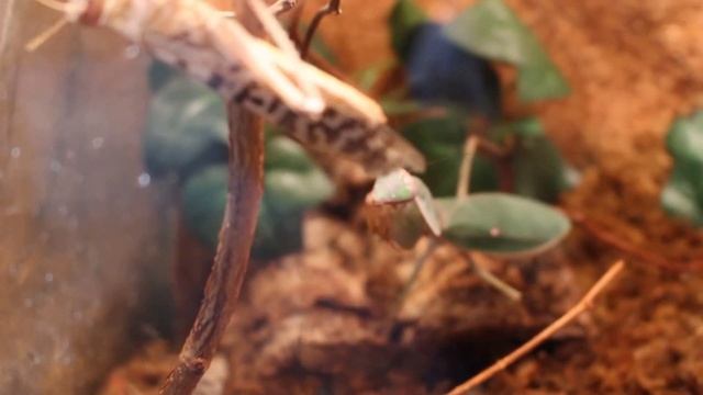 Rhombodera hunting - Rhombodera auf der Jagd (Mantis) смотреть онлайн