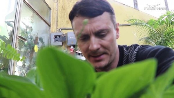 ДРИМИОПСИС 🌿Особенности и уход за домашними цветами 🌺