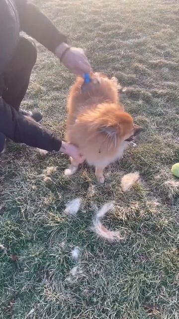The Best Dog Brush For Shedding #shorts смотреть онлайн