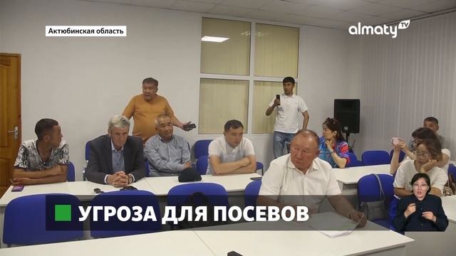 Нашествие саранчи: в Актюбинской области обработают 700 гектаров земель смотреть онлайн