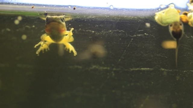 Middle East tree frog смотреть онлайн