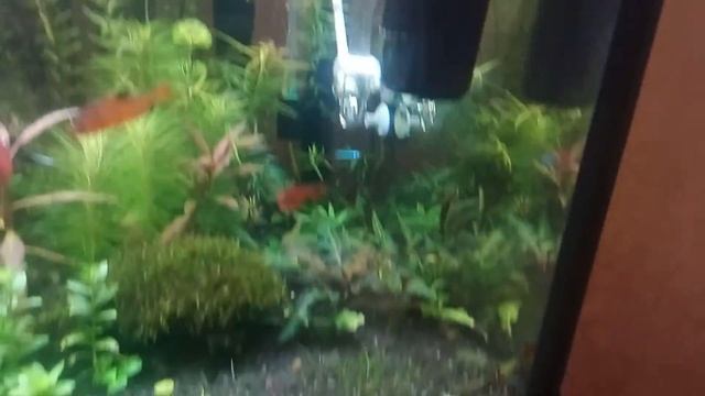 Оборудование моего оквариума смотреть онлайн