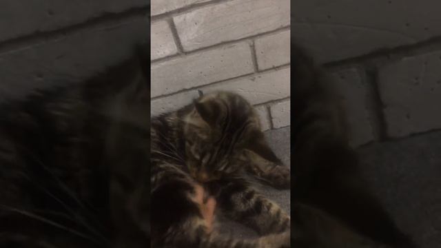 Мейн-кунята от 08.06.22 смотреть онлайн