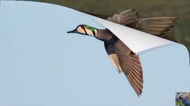 Голоса птиц: чирок-клоктун, или клоктун смотреть онлайн