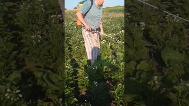 Електро оприскувач. 26.06.2020 кропим картоплю. смотреть онлайн