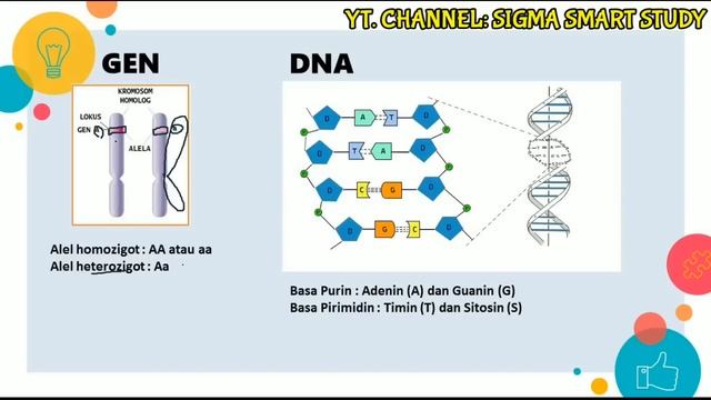 MATERI GENETIKA: BIOLOGI KELAS 12 SMA смотреть онлайн
