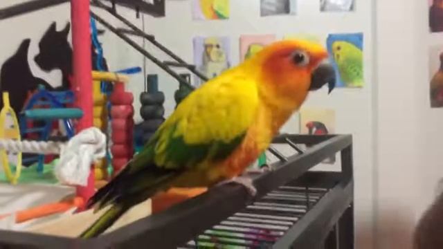 Приколы про попугаев смотреть онлайн