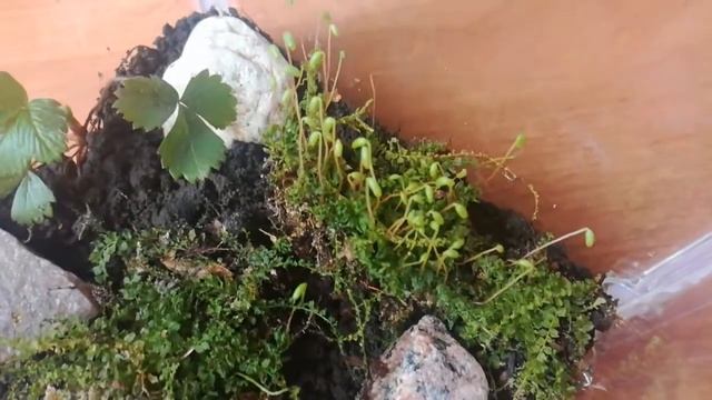 Обзор на мой террариум🌱 |ЧТО-ТО СТРАННОЕ смотреть онлайн
