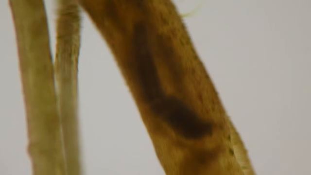 Orthocladiiinae, Veronica leaf miner, active pupa in stem смотреть онлайн