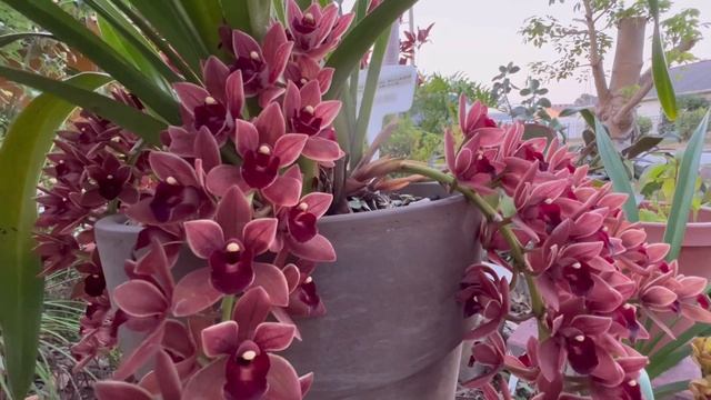 Cymbidium Dorothy Stockstill ‘Forgotten Fruits’ And How I Care For It