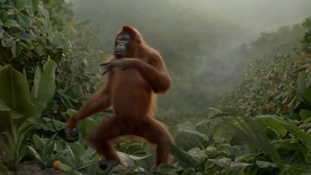 funny chimpanzee dancing after drinking orange juice смотреть онлайн