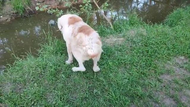 Очень старенький алабай Банзай и его желание жить 🙏 14 лет. Приют Сириус в Киевской области. смотреть онлайн