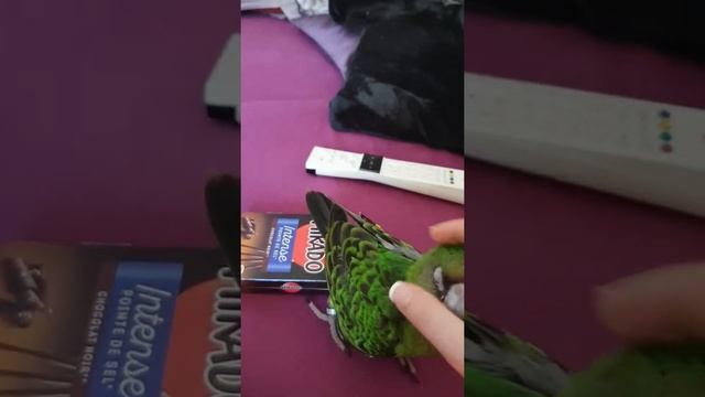 Kinoa et sa boîte de mikado. Perroquet de jardine смотреть онлайн