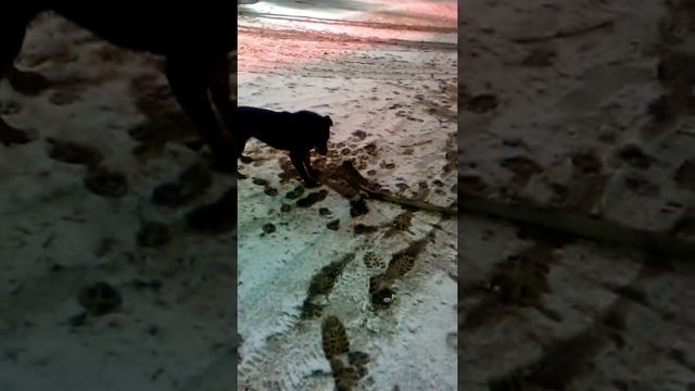 Возьму я лопату)))) смотреть онлайн