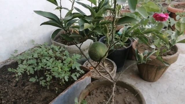 How To Grow Orange In Pots. Citrus Fruit Plant Care And Fertilizer Tips. Kino Malta