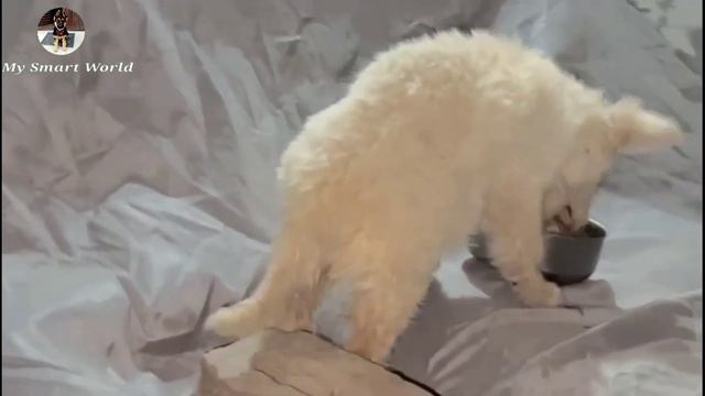 FREE ADOPTION 4 DOGS | Pitbull | Labrador | rottweiler | husky | gsd | maltipoo | Dogo argentino смотреть онлайн